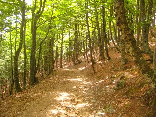 Camino Frances - Pyrenees