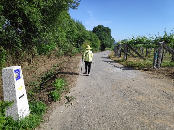 Camino sign and vineyards