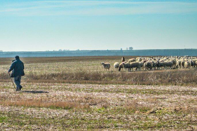 Sheep on the meseta